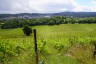 Photo ID: 053985, Looking down the vines (224Kb)
