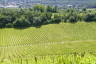 Photo ID: 053987, Tens of thousands of vines (257Kb)