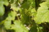 Photo ID: 053994, Flowers on the Reichensteiner vines (125Kb)