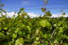 Photo ID: 053995, in among the vines (208Kb)