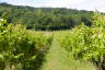 Photo ID: 053997, Among the vines (233Kb)