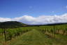 Photo ID: 054001, Vineyards in the Downs (151Kb)