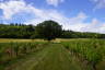 Photo ID: 054002, Amongst the Pinot Gris (172Kb)