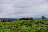 Photo ID: 054064, Owler Tor (93Kb)