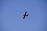 Photo ID: 054335, A bi-plane flying overhead (55Kb)