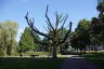 Photo ID: 054661, Tree at the entrance to Musispark (172Kb)