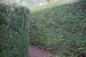 Photo ID: 054842, Inside the Maze (272Kb)
