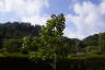 Photo ID: 054854, Tree at the centre of the maze (155Kb)