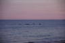 Photo ID: 054886, Paddle boarding at sunset (108Kb)