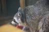 Photo ID: 054980, Trash Panda (130Kb)