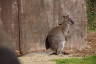 Photo ID: 054985, Sun bathing wallaby (195Kb)
