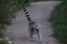 Photo ID: 054987, Lemur strutting (155Kb)