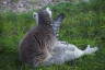 Photo ID: 054989, Having a quick scratch (182Kb)