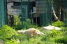Photo ID: 054990, Let sleeping lions rest (203Kb)