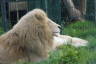 Photo ID: 054993, Doing the lion pose (147Kb)