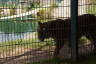 Photo ID: 054998, Pacing tiger (193Kb)