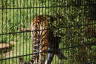 Photo ID: 054999, Tigers opinion of humans (225Kb)