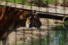 Photo ID: 055000, Going for a quick sip (155Kb)