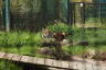 Photo ID: 055002, Digesting breakfast (218Kb)