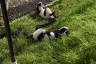 Photo ID: 055006, Lemurs sun bathing (265Kb)