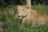 Photo ID: 055015, Oooh, got a bit of animal stuck in my teeth (182Kb)