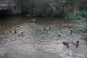 Photo ID: 055190, Many ducks (195Kb)