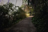 Photo ID: 055931, Walking through the rainforest (119Kb)