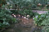 Photo ID: 055945, Tropical Islands Flamingos (143Kb)