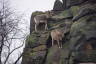 Photo ID: 055968, Totally unphased by the sheer cliff edge (130Kb)