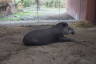 Photo ID: 055973, Tapir (107Kb)