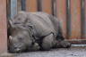 Photo ID: 055975, A sleepy Nashorn (98Kb)