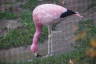 Photo ID: 055983, Yet more flamingos (100Kb)