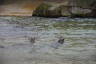 Photo ID: 055991, Seals (115Kb)