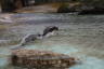 Photo ID: 055994, Hyperactive seals (115Kb)