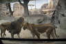 Photo ID: 056003, Lions pacing (85Kb)