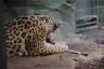 Photo ID: 056008, Jaguar and dinner (105Kb)