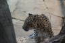 Photo ID: 056011, Leopard at lunch (80Kb)