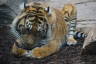 Photo ID: 056012, The tiger with it's tea (94Kb)