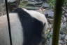 Photo ID: 056015, A giant panda (82Kb)
