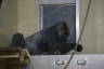 Photo ID: 056022, Gorilla writing another complaint about his chimp neighbours noise (55Kb)