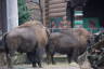 Photo ID: 056029, Bison (109Kb)