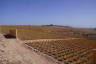 Photo ID: 056353, Aloe Vera plantation (163Kb)