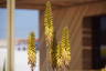 Photo ID: 056355, Flowers of the Aloe (115Kb)