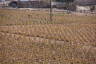 Photo ID: 056356, The small plantation (242Kb)