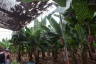 Photo ID: 056505, Banana plants (173Kb)
