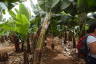 Photo ID: 056506, In the Banana Plantation (185Kb)