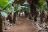 Photo ID: 056507, Between the rows of bananas (206Kb)