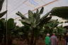 Photo ID: 056508, In the Banana Plantation (170Kb)