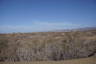 Photo ID: 056556, Plant life within the dunes (131Kb)