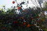 Photo ID: 056898, Ripe for the picking (168Kb)